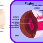 how to make a girl squirt