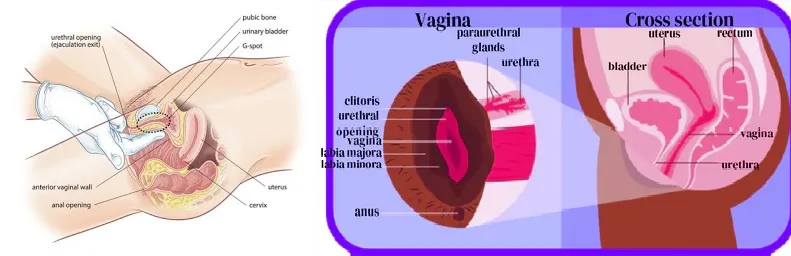 how to make a girl squirt
