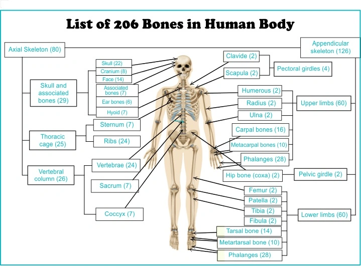Grand Total How Many Bones Are in the Human Body