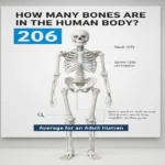 how many bones are in the human body
